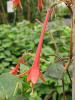 Fuchsienbild Fulpila 01